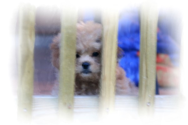 Teddy