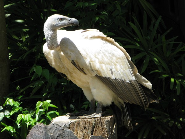 Vulture on Stump