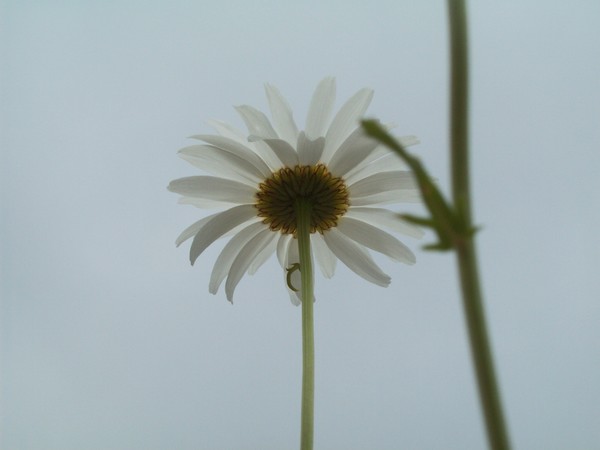 Pushing Daisies