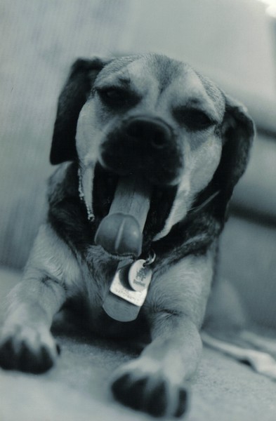 Roxy 2