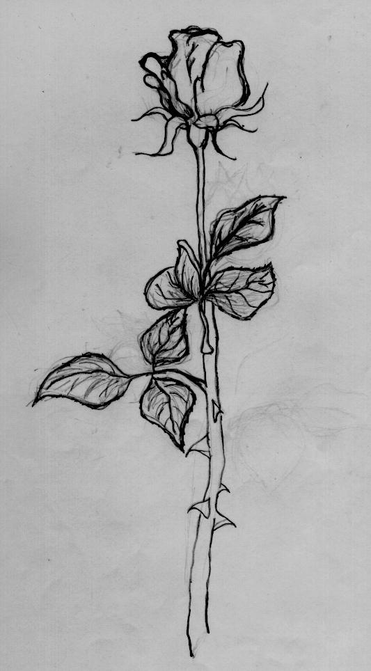 rose