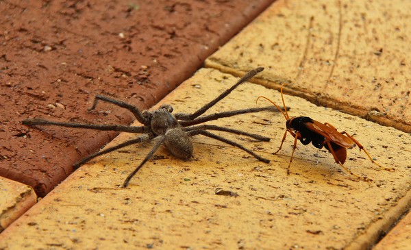 'Fight to the Death' #3 in pictures
