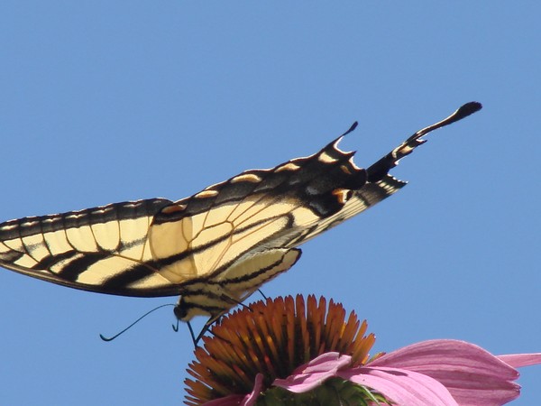 Personal Butterfly