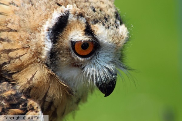Eagle Owl