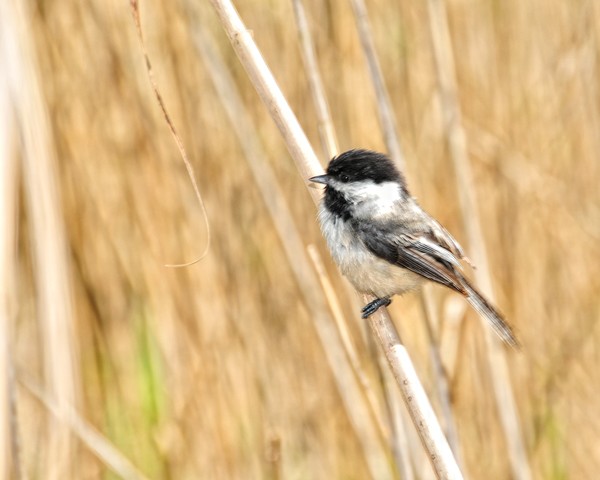 ChickaDee