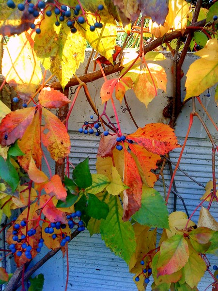 leaves in the fall..