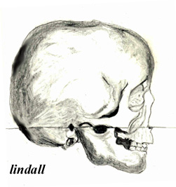 juvenile skull