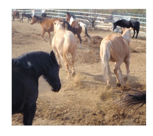 Saving the Wild Horses...