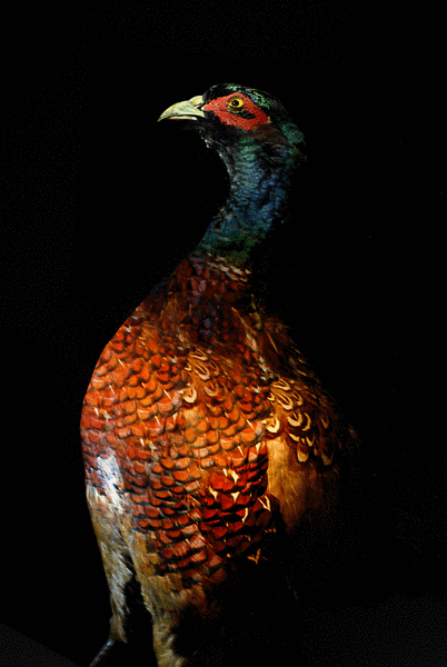Pheasant