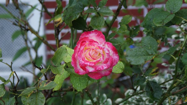 Week before winter (1)