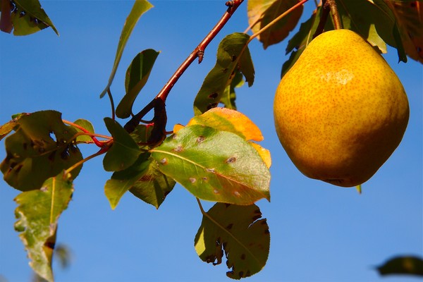 pear