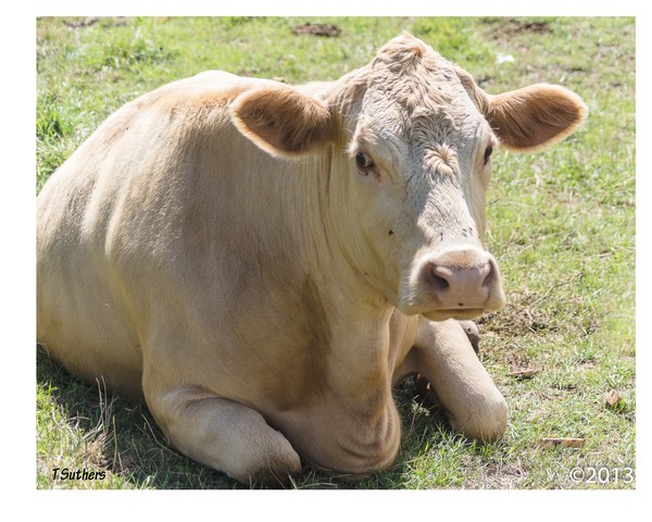 Cow