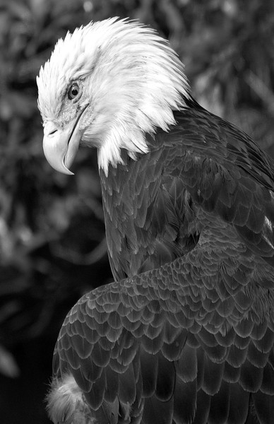 Sir Eagle