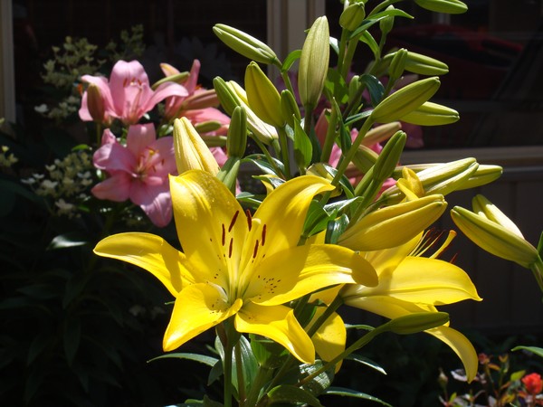 Oh The Beauty!