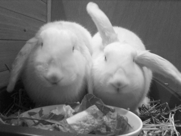 rabbits