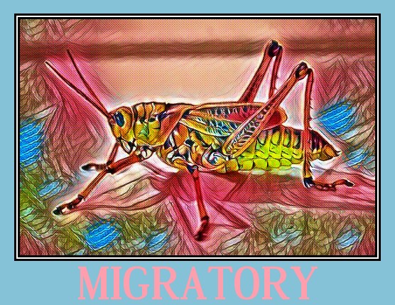 Grasshopper