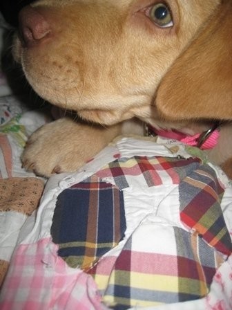 Gracie.