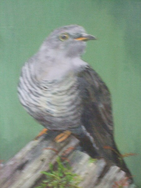 Cuckoo