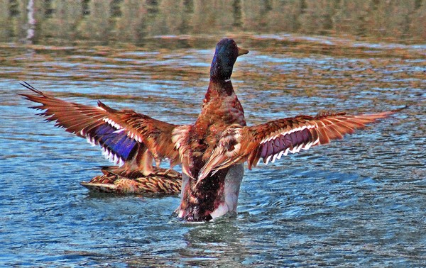 Taking Flight