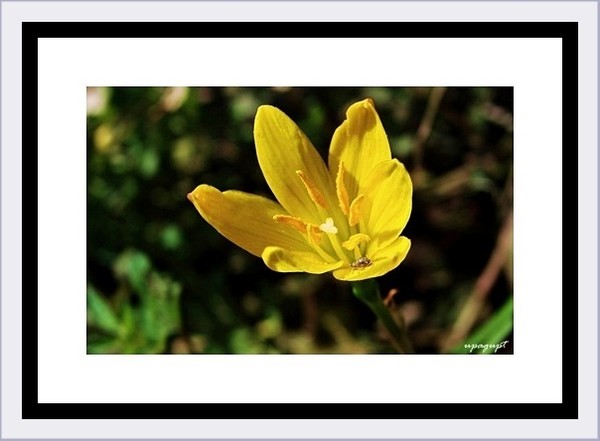 flower beauty