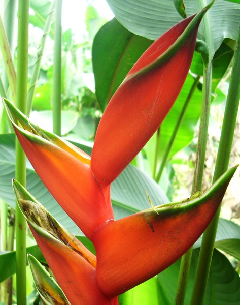 red i