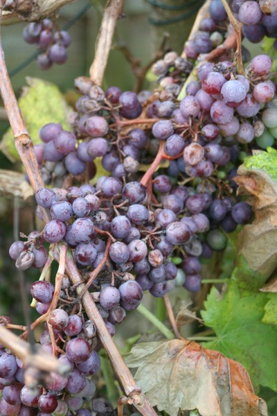 Larger grape vine