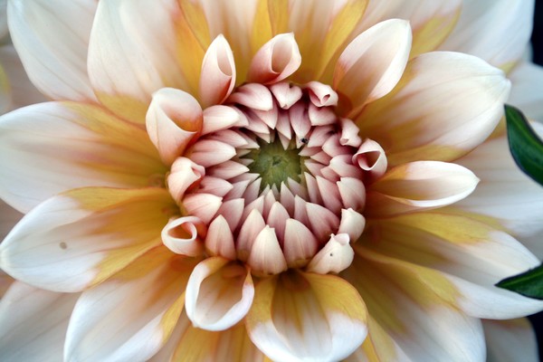 White and Yellow Dahlia