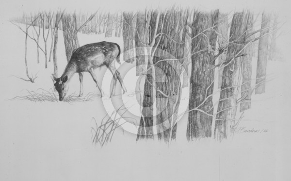Black Fallow
