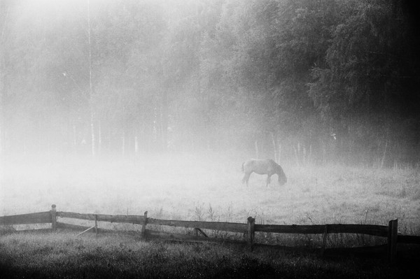 the evening and the fog