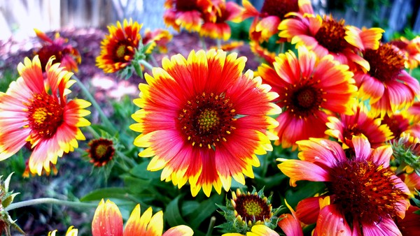 pretty flowers