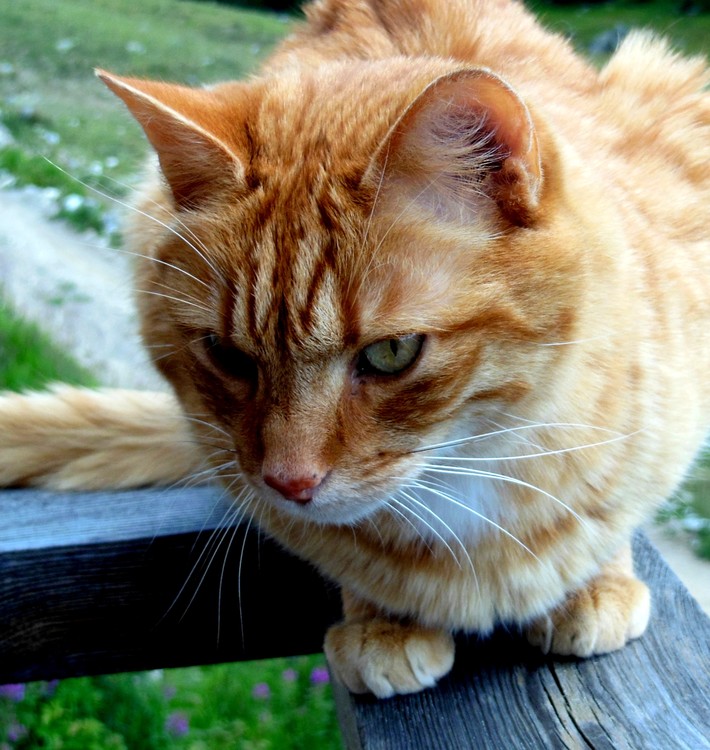 GINGER CAT