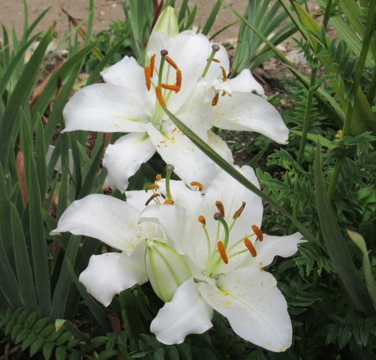 WHITE LILIES