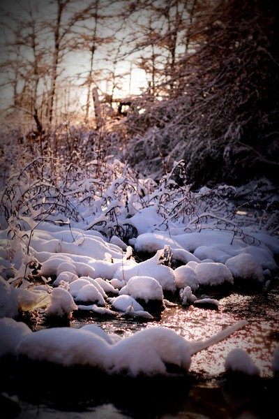 Sunlit Creek