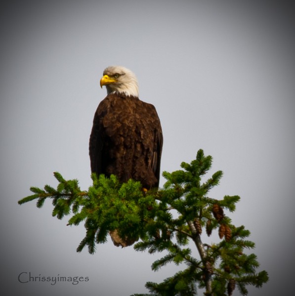 King of the Sky
