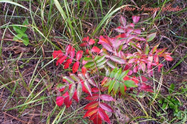 Baby Sumac Bush