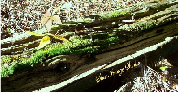 CROCODILE LOG