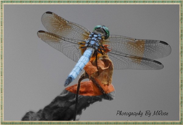 My favorite dragonfly