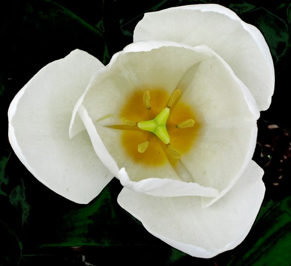 White Tulip
