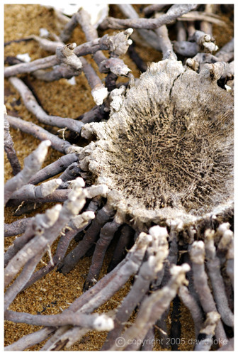 Roots