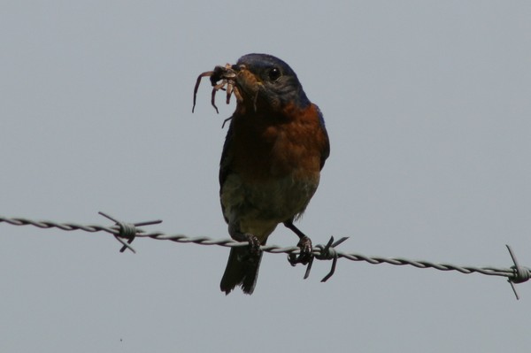 Blue Bird