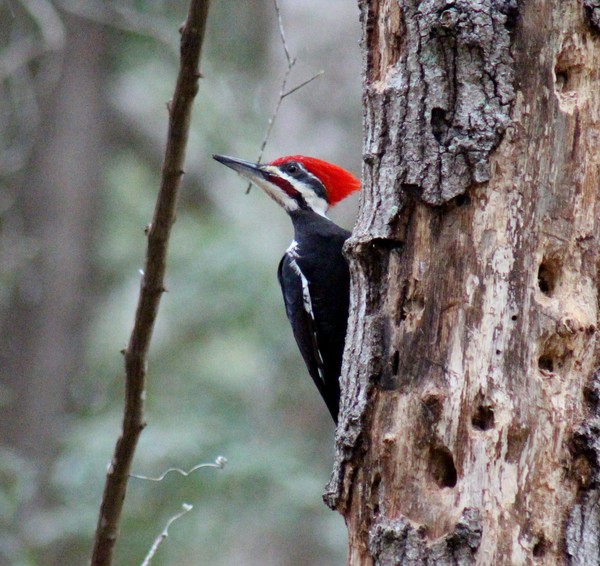 Pileated Woodpecker