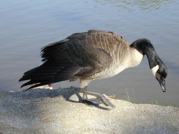BirdsWanted.com