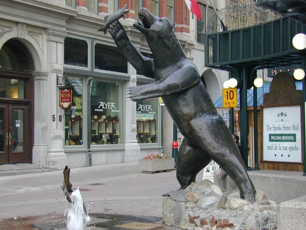 Bear in Ottawa