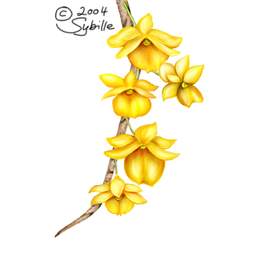 Double-Blooming Dixanthum