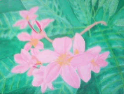 Plumeria - Hawaiian Collection
