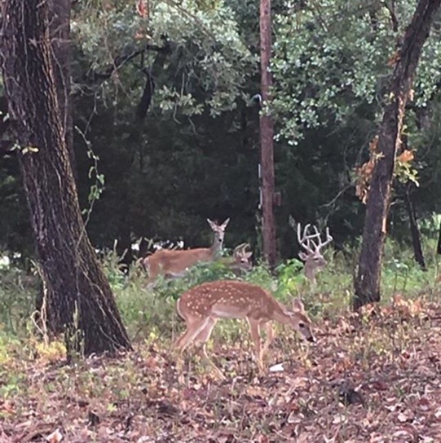 Oh deer