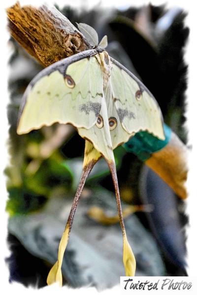 Madagascar Moth