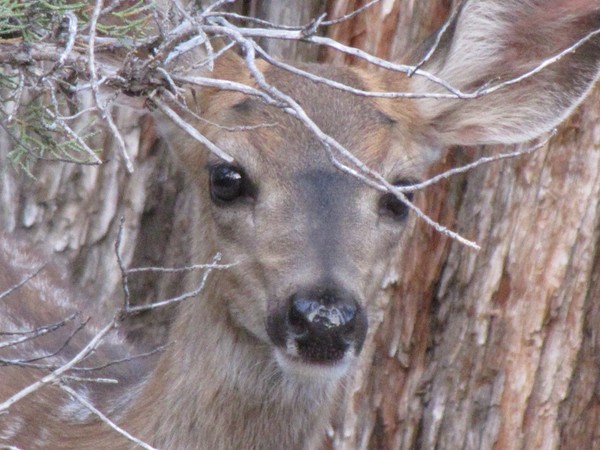 Bambi