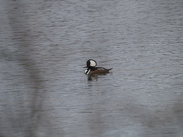 Hooded Merganser