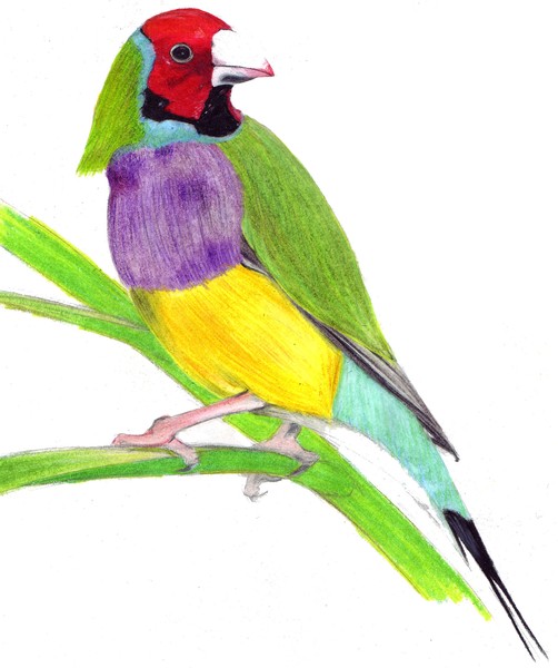 Gouldian Finch
